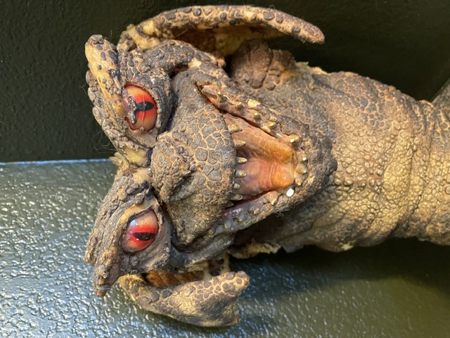 One of Michael Maley's pranks — a creature prop